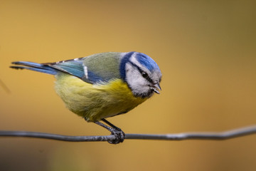 Obraz premium blue tit