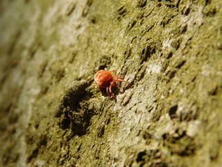 Red bug