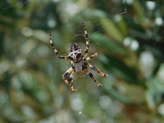spider