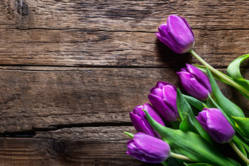 Beautiful purple tulips on dark rustic background