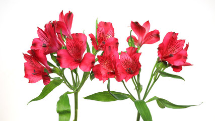 Obraz premium アルストロメリア