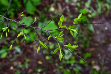 A branch of a pyrus ussuriensis from above