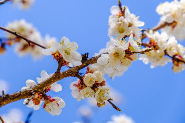 Obraz premium Blooming flowers apricot branch in spring garden