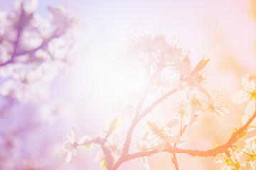 Obraz na płótnie Canvas White cherry blossoms in spring sun with sky background