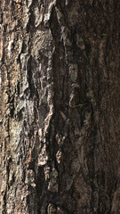 Tree texture 5 