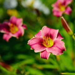 lily flowers. multicolor background