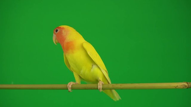 Pink-cheeked parrot on green background