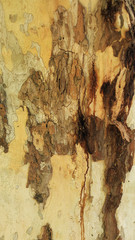 Tree texture 1