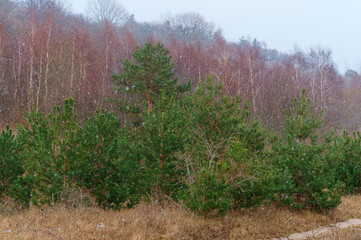 A snowstorm in the spruce forest. Snow in an autumn forest. Late autumn forest landscape.