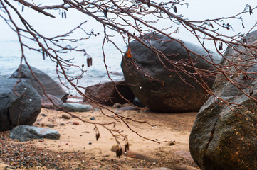 Autumn rainy weather. Raindrops on tree branches. Autumn foggy landscape.