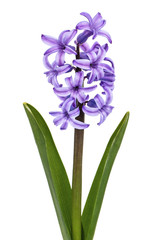 Naklejka na ściany i meble Violet flowers of hyacinth, isolated on white background