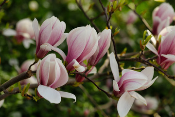 Branch of siebolds magnolia tree in the spring garden