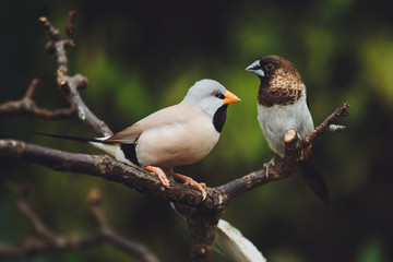 Two beautiful birds Amadins are sitting on the green leaves of a tree branch. Close-up