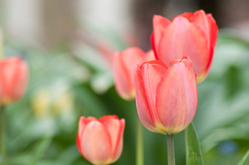 Closeup of living coral tulips in urban park