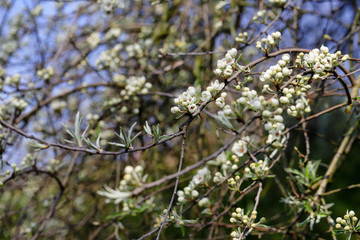 View of white flowering tree branch in the spring garden