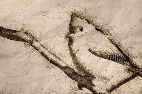 Sketch of a Young Tufted Titmouse Perched on a Branch