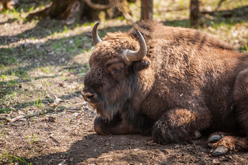 bison in nature