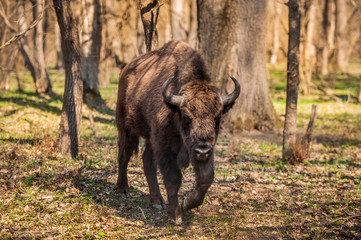 bison in nature