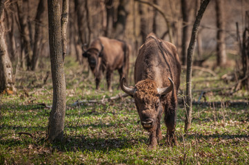 bison in nature