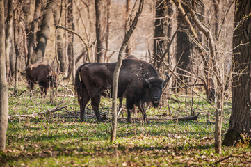 bison in nature