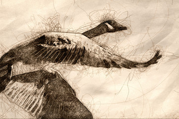 Sketch of a Lone Canada Goose Flying in a Blue Sky
