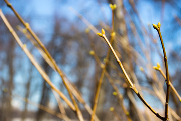 Nature concept-Beautiful spring landscape with buds on the trees on blue blurred background, copy space, selective focus, macro. Spring background with budding on trees branches. New life concept. 