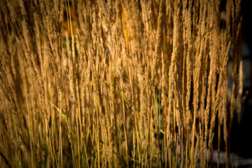 Golden dry crop field hay background 