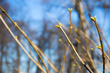 Nature concept-Beautiful spring landscape with buds on the trees on blue blurred background, copy space, selective focus, macro. Spring background with budding on trees branches. New life concept. 