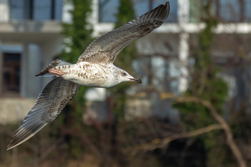 Common gull (larus canus) in flight. Cute white waterbird. Bird in wildlife