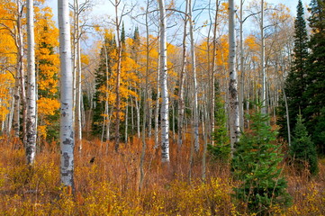 autumn in the forest