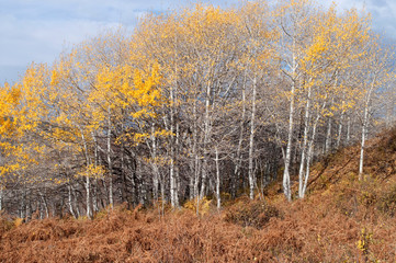 Fototapeta premium autumn breeze