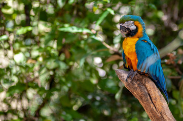 Arara azul