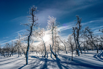 Sun shines behind totally frozen birches in subarctic Scandinavian mountains, trees covered my thick hoarfrost, blue skies and frozen air give feeling of nature freshness,, sun is just above horizon