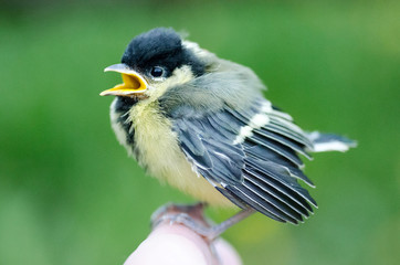 little titmouse