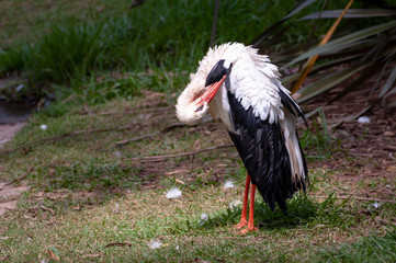 Ave se co&ccedil;ando
