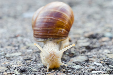 a snail at the street