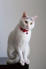 Portrait of a white cat