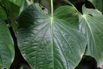 Thick juicy leaf of a large green plant