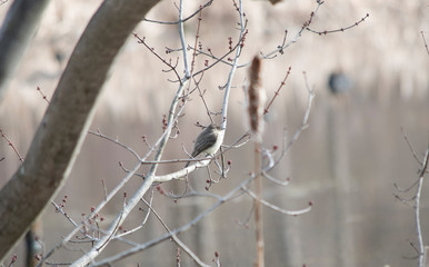 Eastern Phoebe on a branch