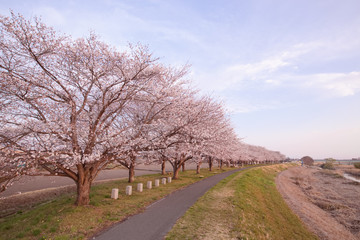 Obraz premium 宇都宮市 鬼怒川沿いの桜提