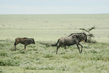 Wildebeest big migration in Ngorongoro in April