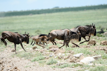 Naklejka na ściany i meble Wildebeest big migration in Ngorongoro in April