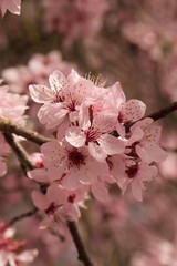 Cherry Tree Blossoms