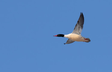 Common merganser (Mergus merganser) male flying in blue sky, Iowa, USA