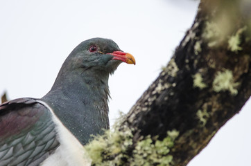 New Zealand pigeon perched in a tree in the Chatham Islands, New Zealand.