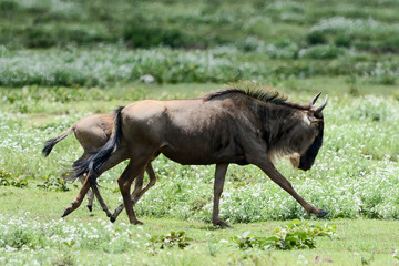 Wildebeest big migration in Ngorongoro in April