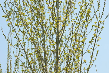 초봄의 버들나무 잎