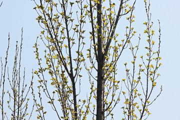 초봄의 버들나무 잎