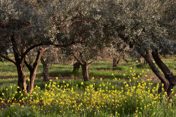 Trees of olives on a field of poppies