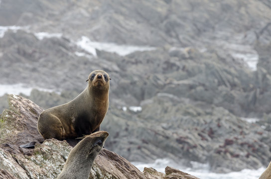 New Zealand fur seals, or kekeno, on the rocks on Chatham Islands, New Zealand. 